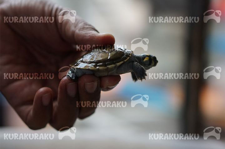 Podocnemis Unifilis/Kura-kura badut