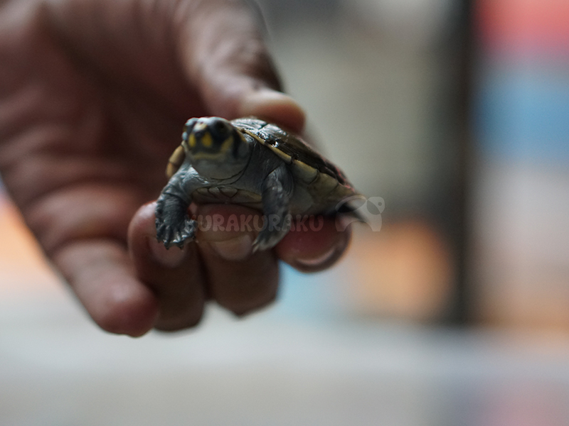 Podocnemis Unifilis/Kura-kura badut