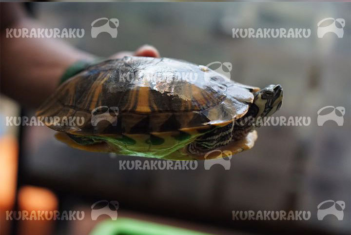 Kura-Kura Perut Kuning