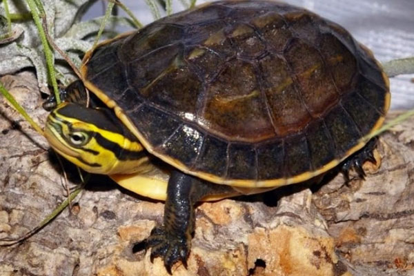 Kura-kura Ambon (Cuora amboinensis)