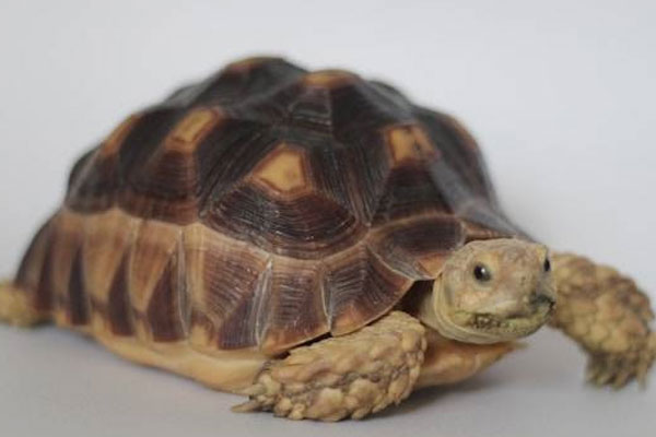 Kura-kura Sulcata (Centrochelys sulcata)