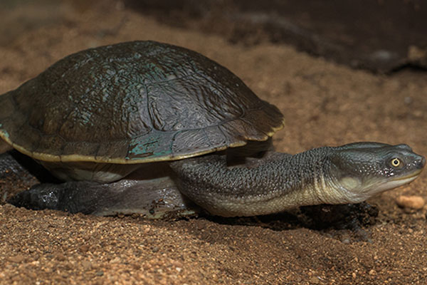 Kura-kura leher panjang (Chelodina siebenrocki atau mccordi)