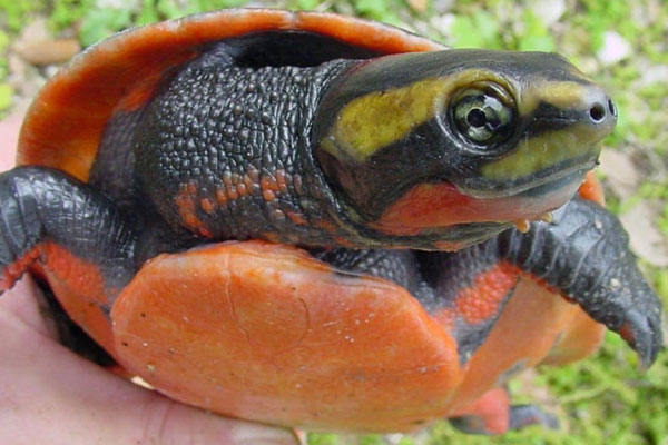 Kura-kura Dada Merah (Emydura subglobosa)